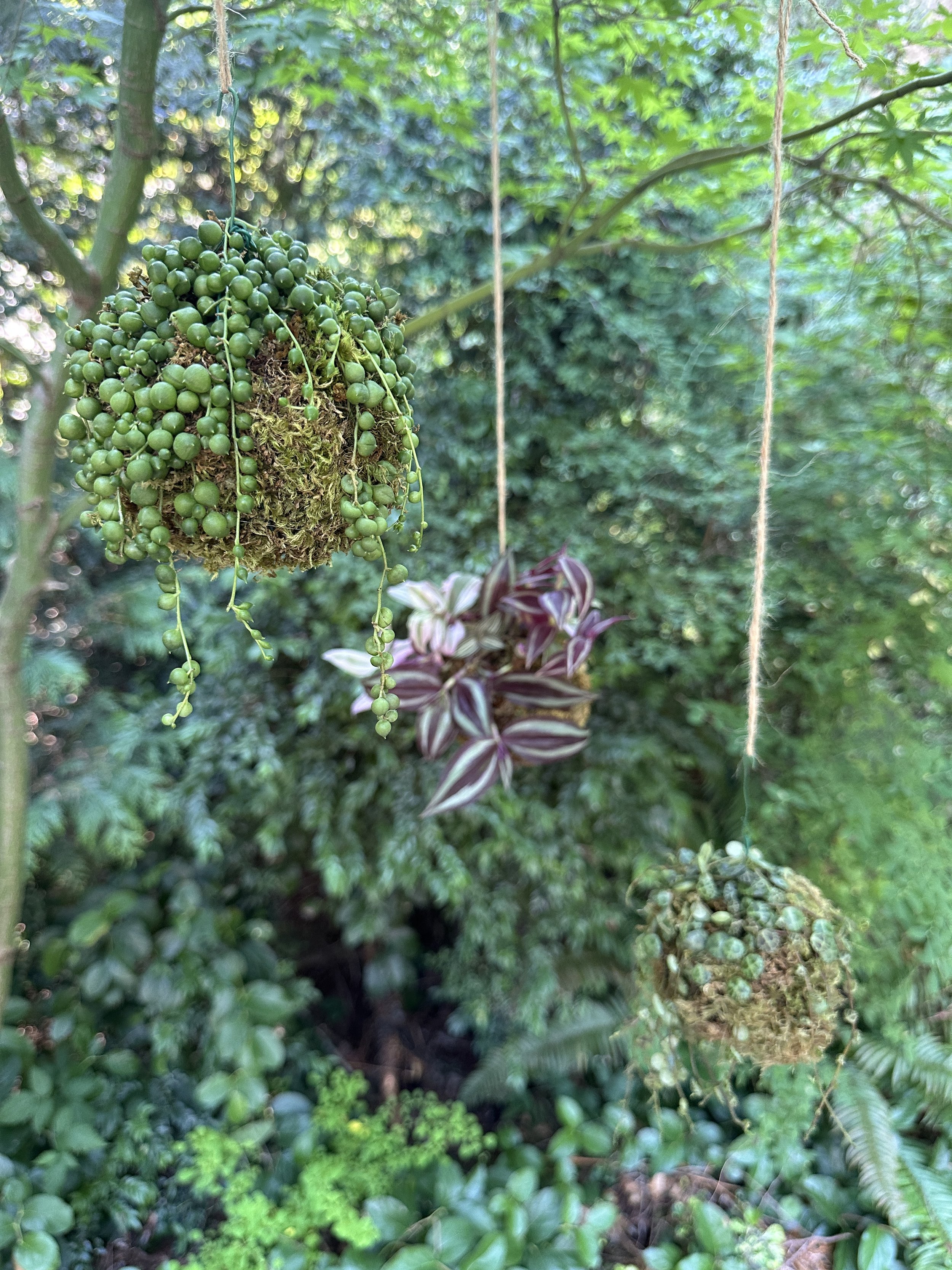 Kokedama: Japanese Moss Balls