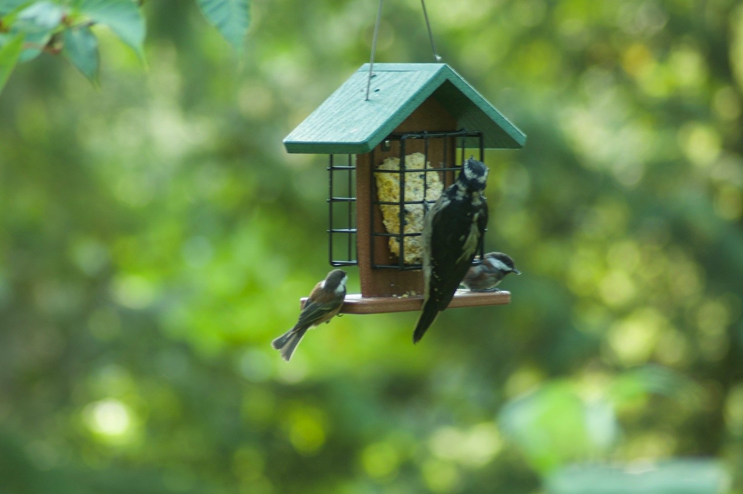 New Birds on the Block