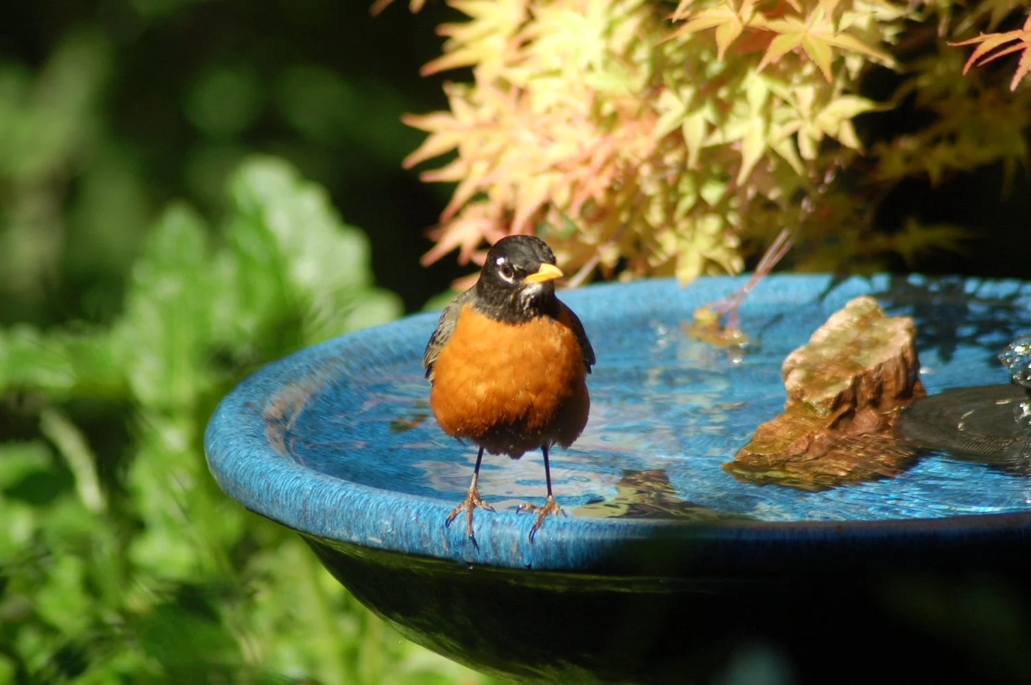 DSC_0039.JPG