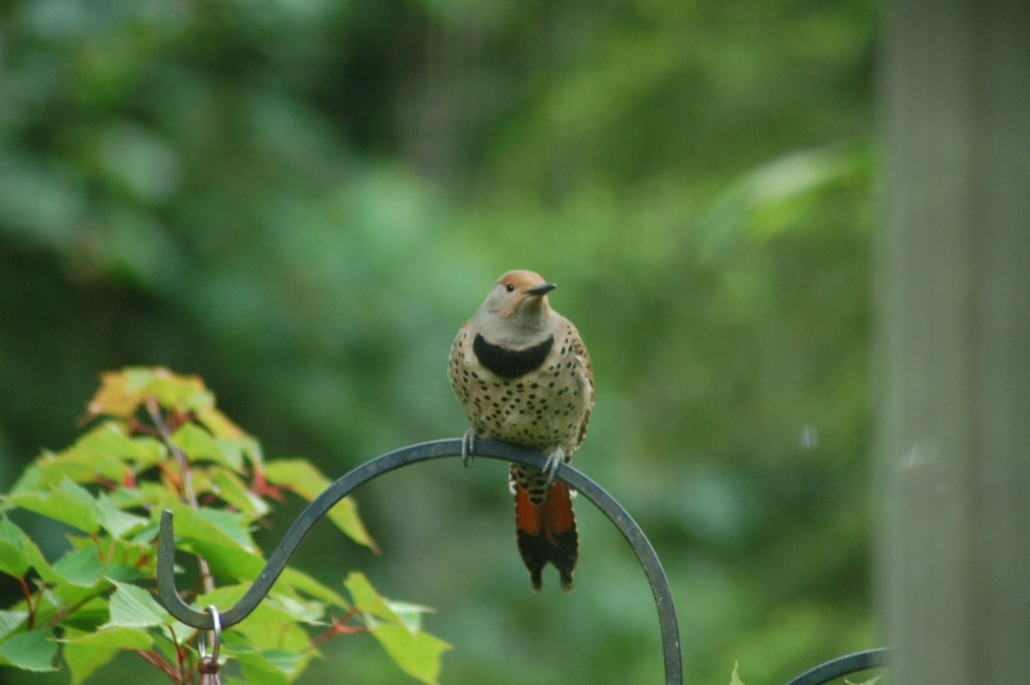 DSC_0092.JPG