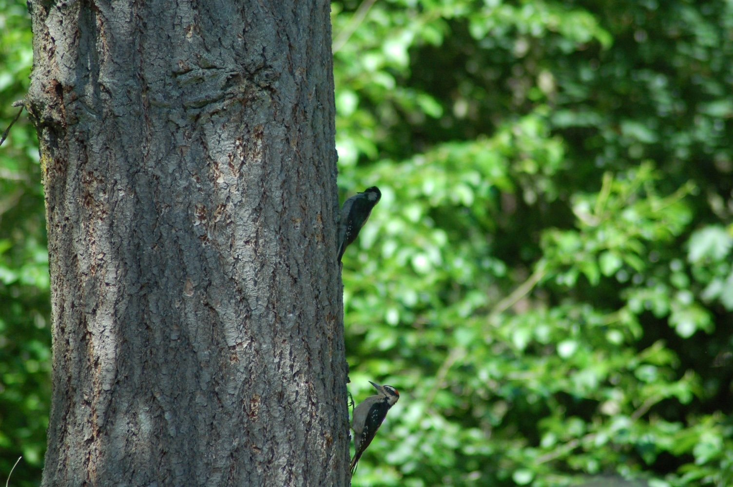 woodpecker.JPG
