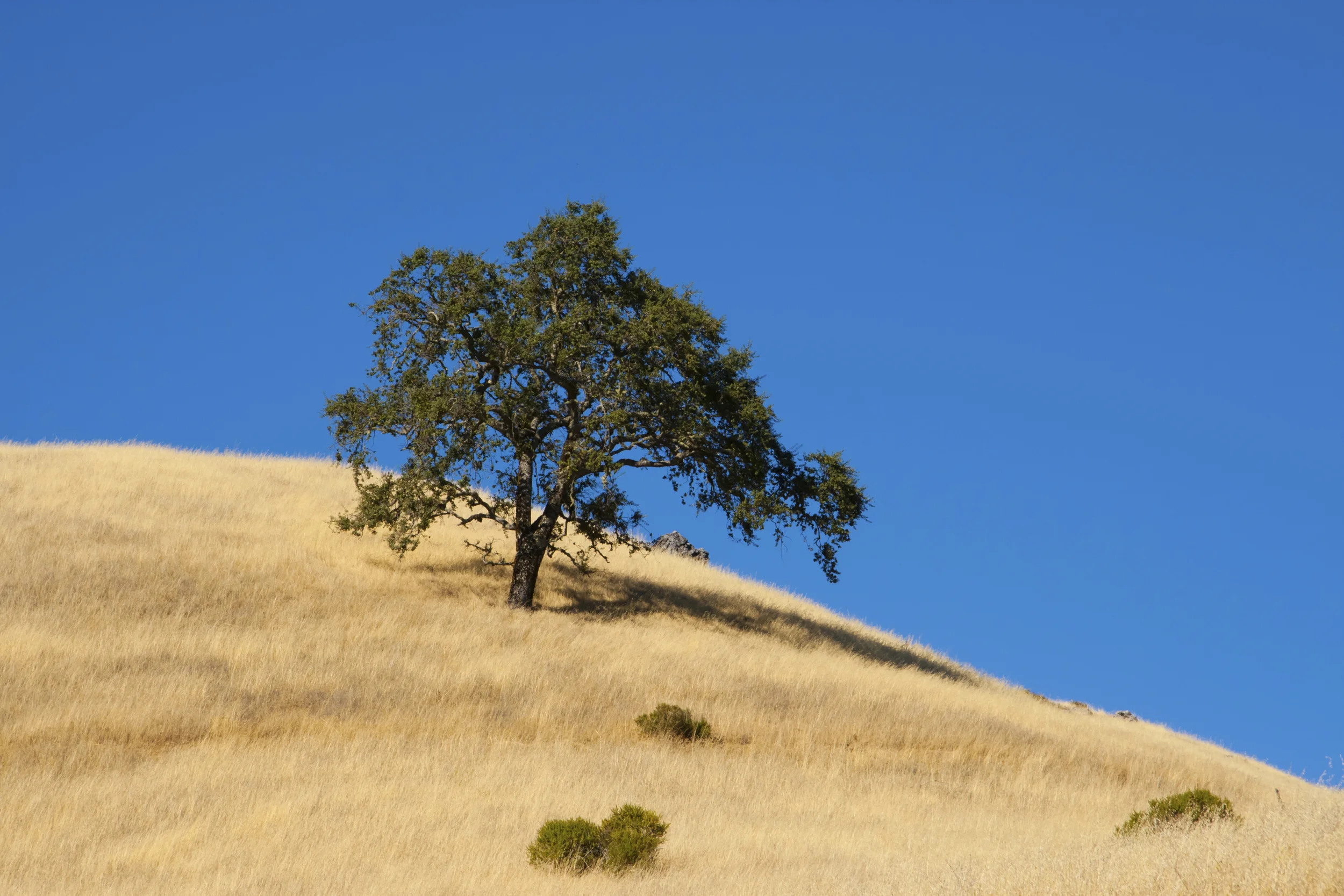 iStock_000012502887_Large.jpg