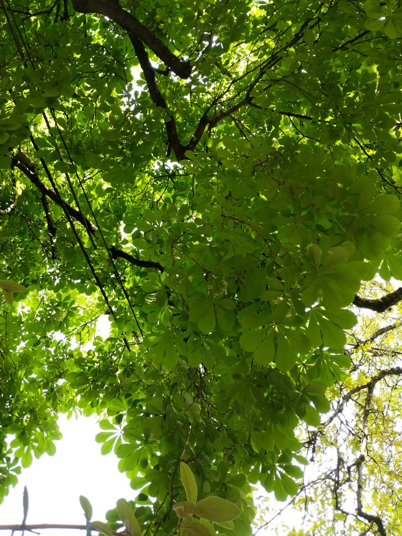 portland-tree.jpg