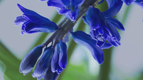 353945beab0c7724d69c9de4a05de22b.gif