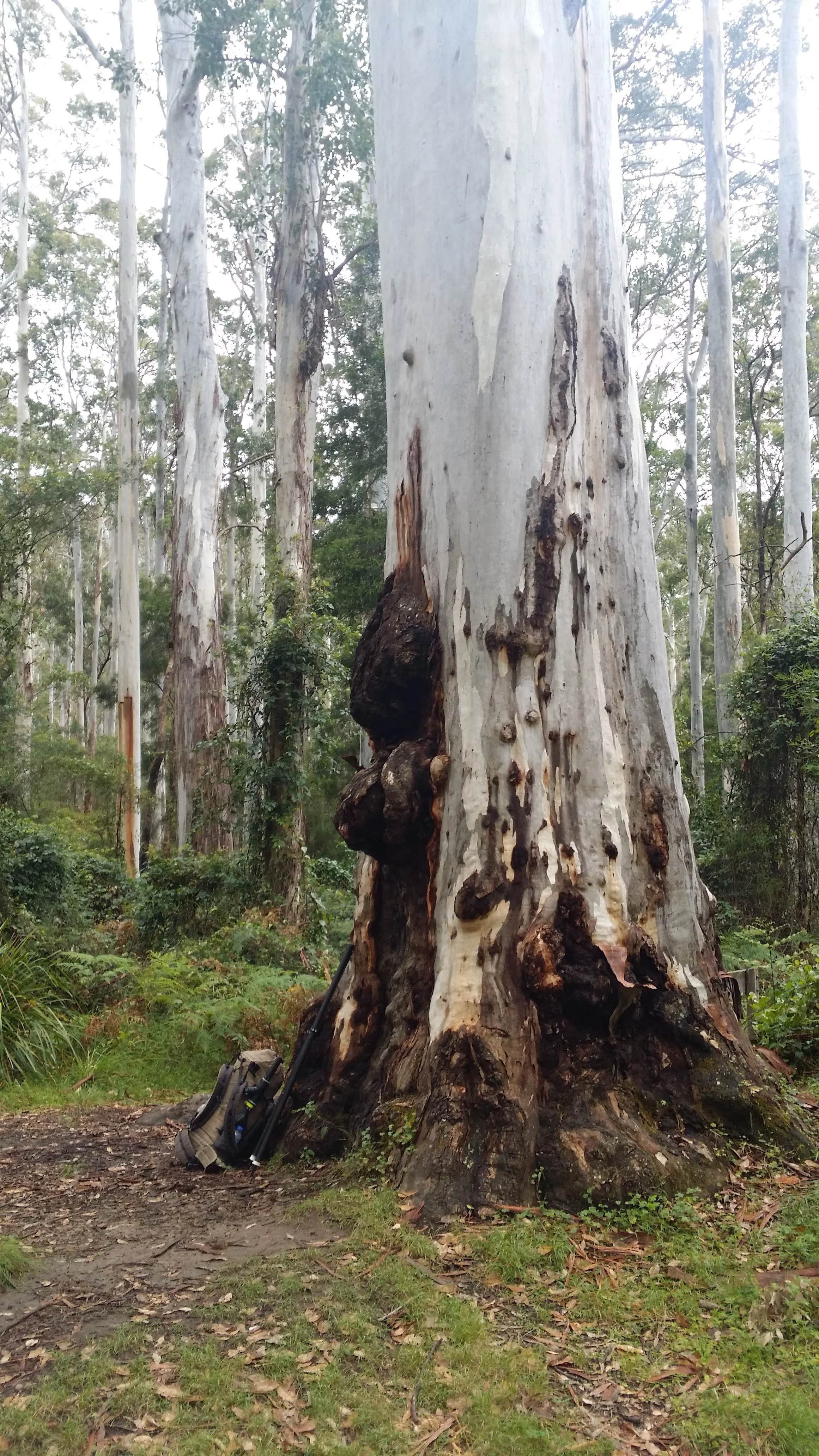 A very big Blue Gum