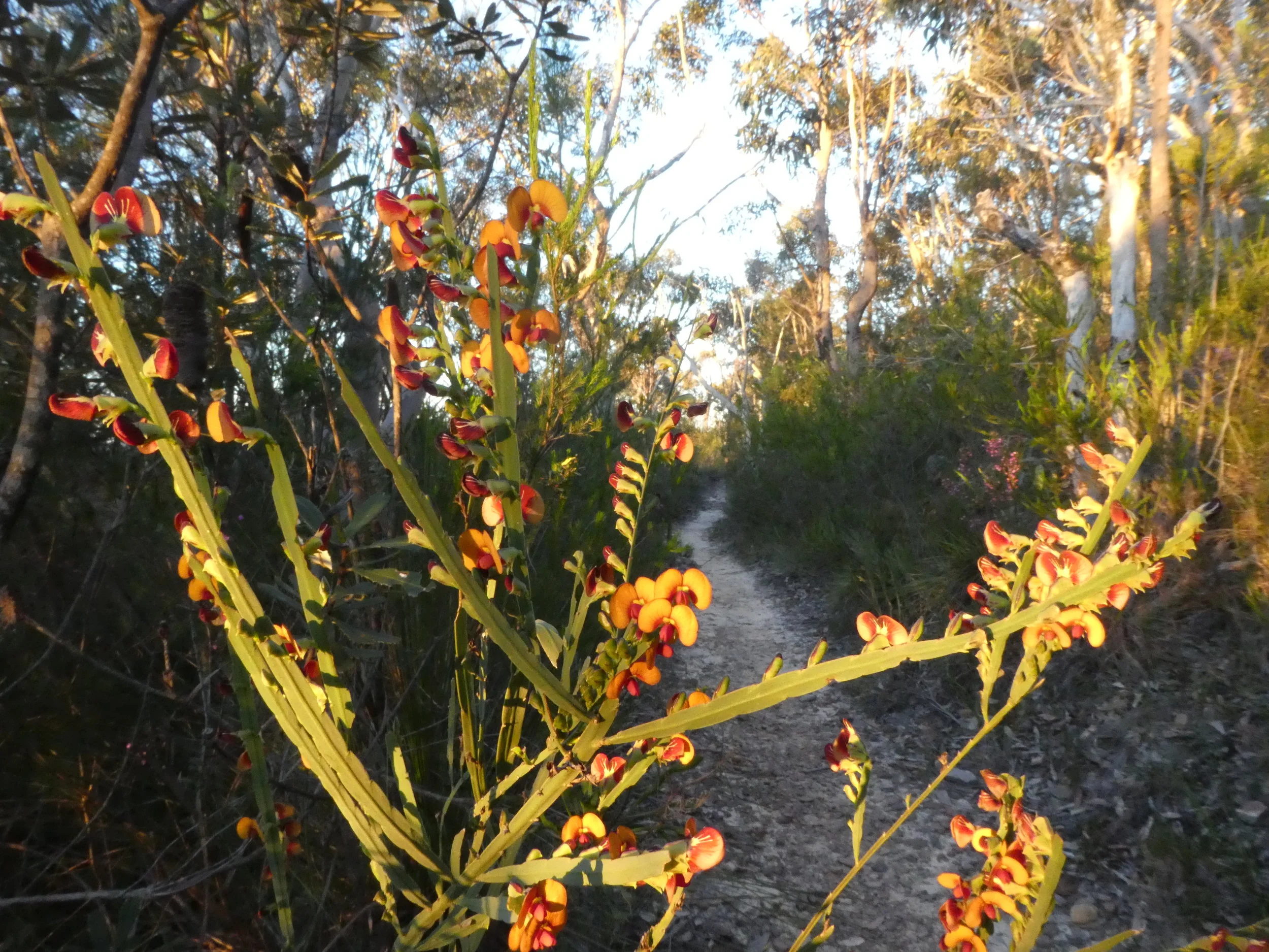 Fabulous Fabaceae