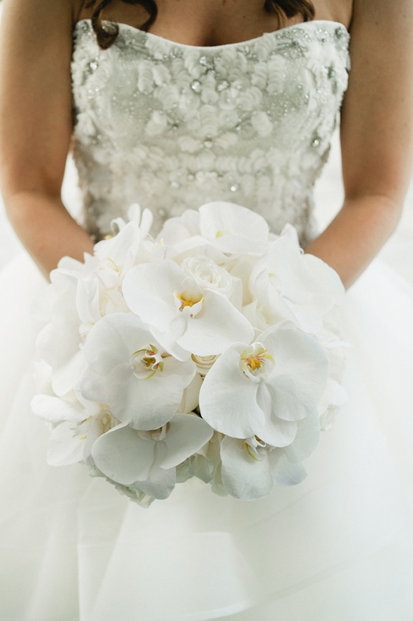 Phalaenopsis Orchids