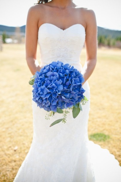Hydrangea