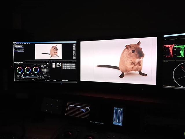 About to grade a picure of a rat. Or is it a mouse? Does it matter? 🤔