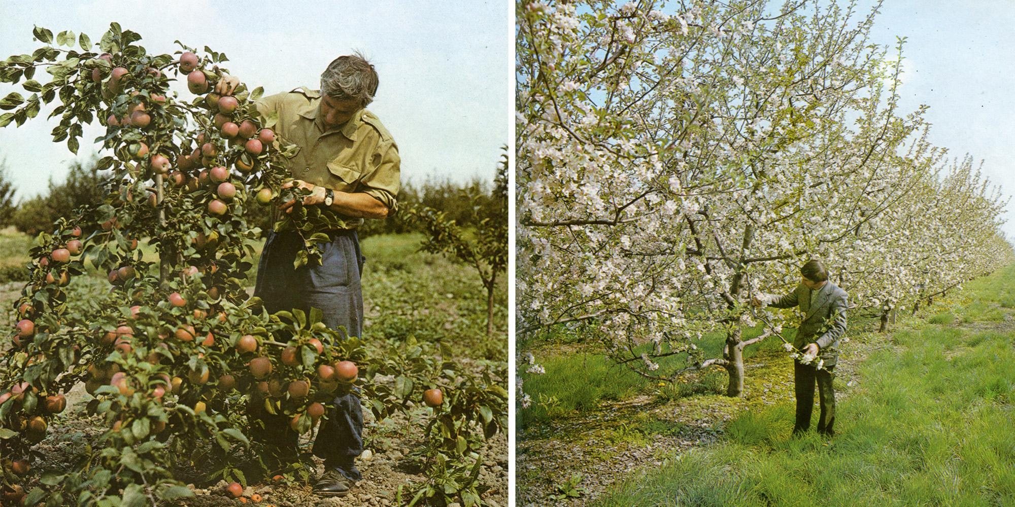 Harvest (Found Archival Material)