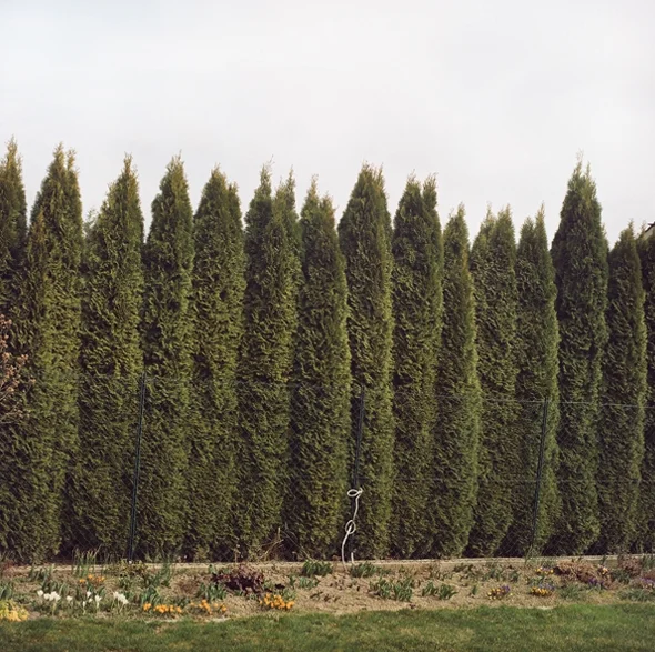 Hedge Lines II