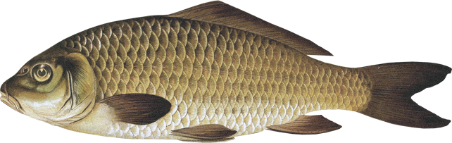 Carp.png