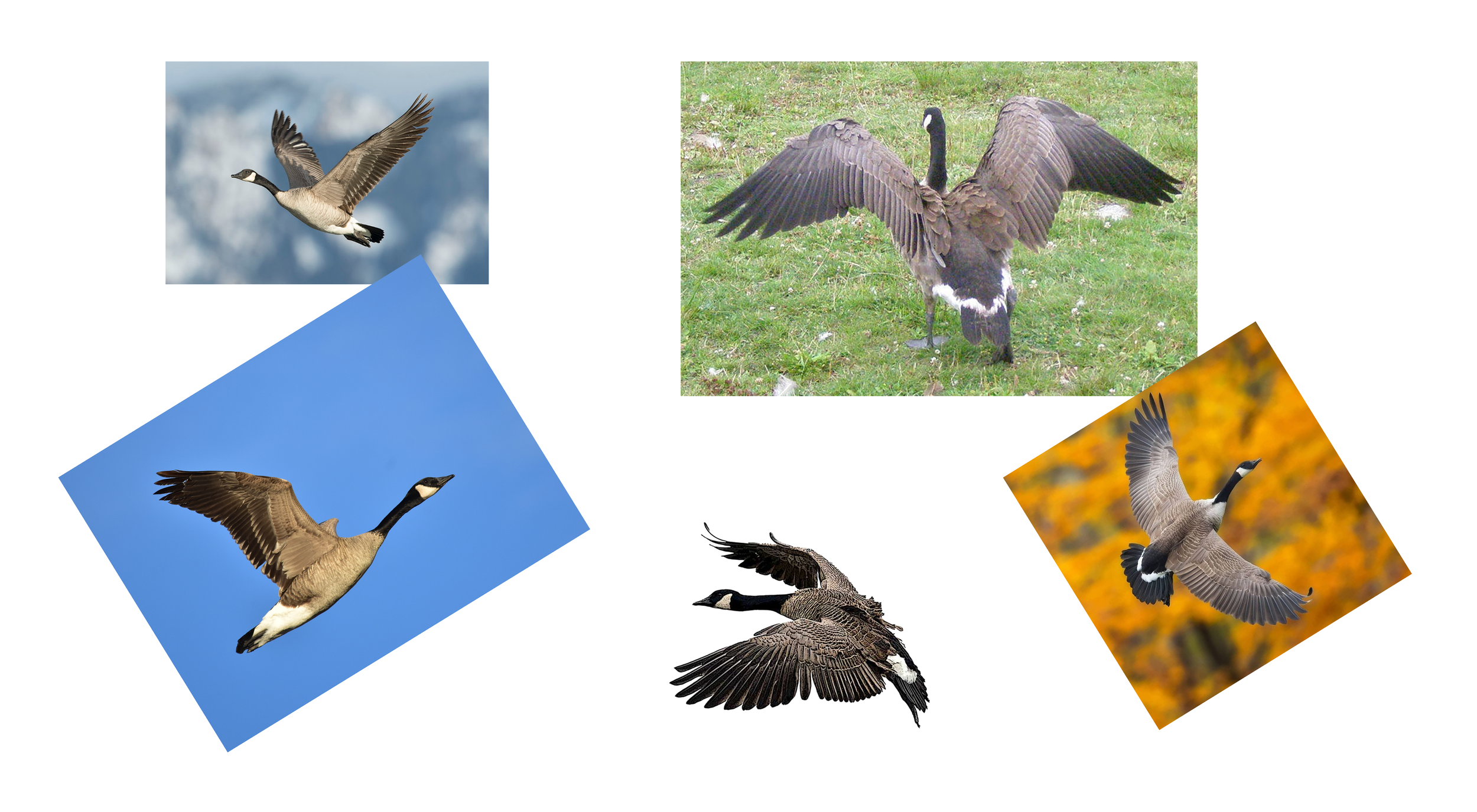 geese.png.png