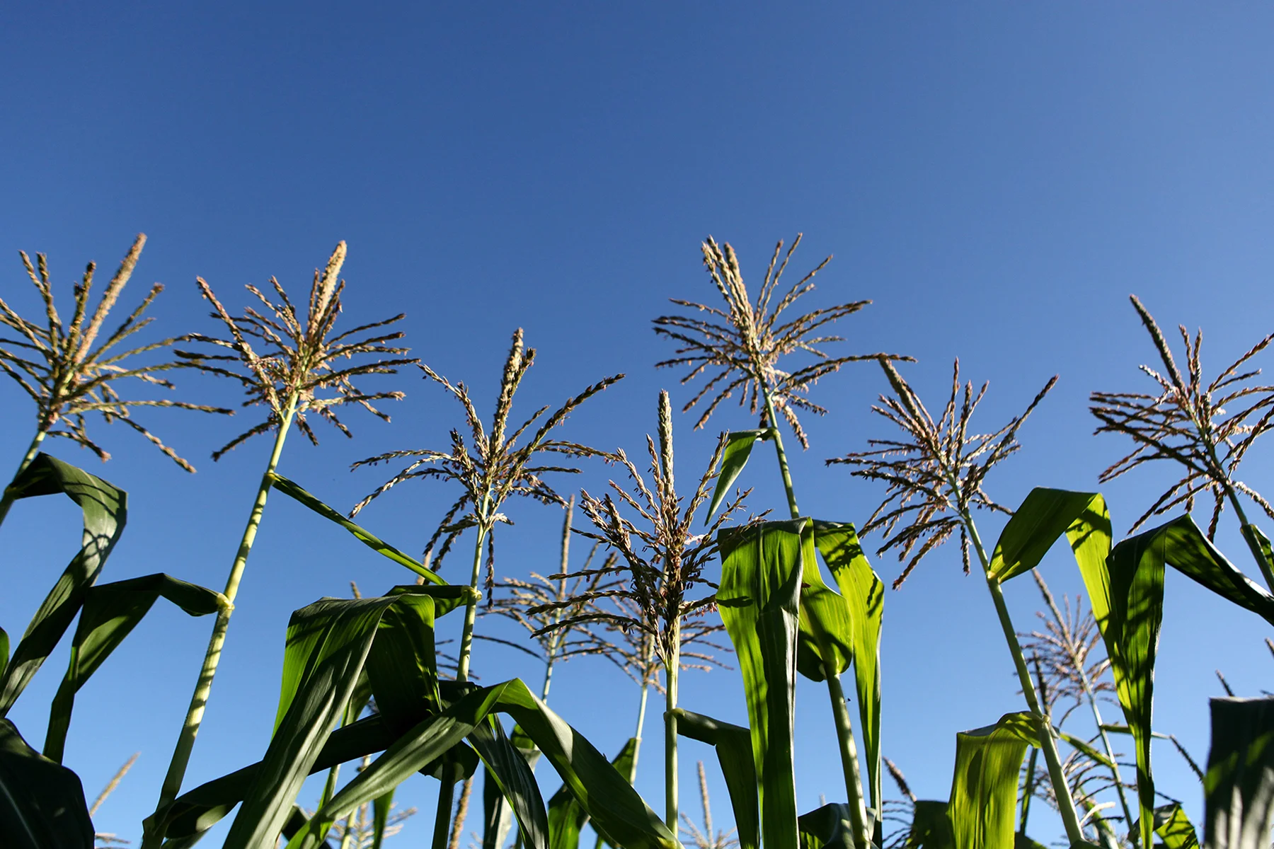 corn tops.jpg