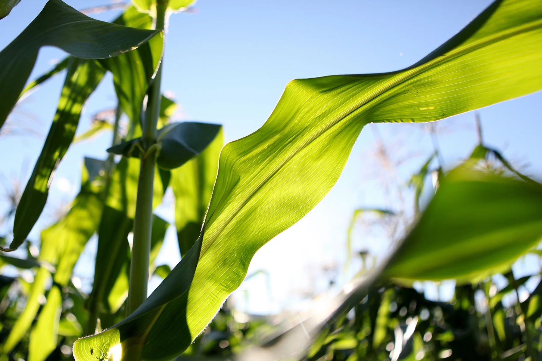 corn sky.jpg