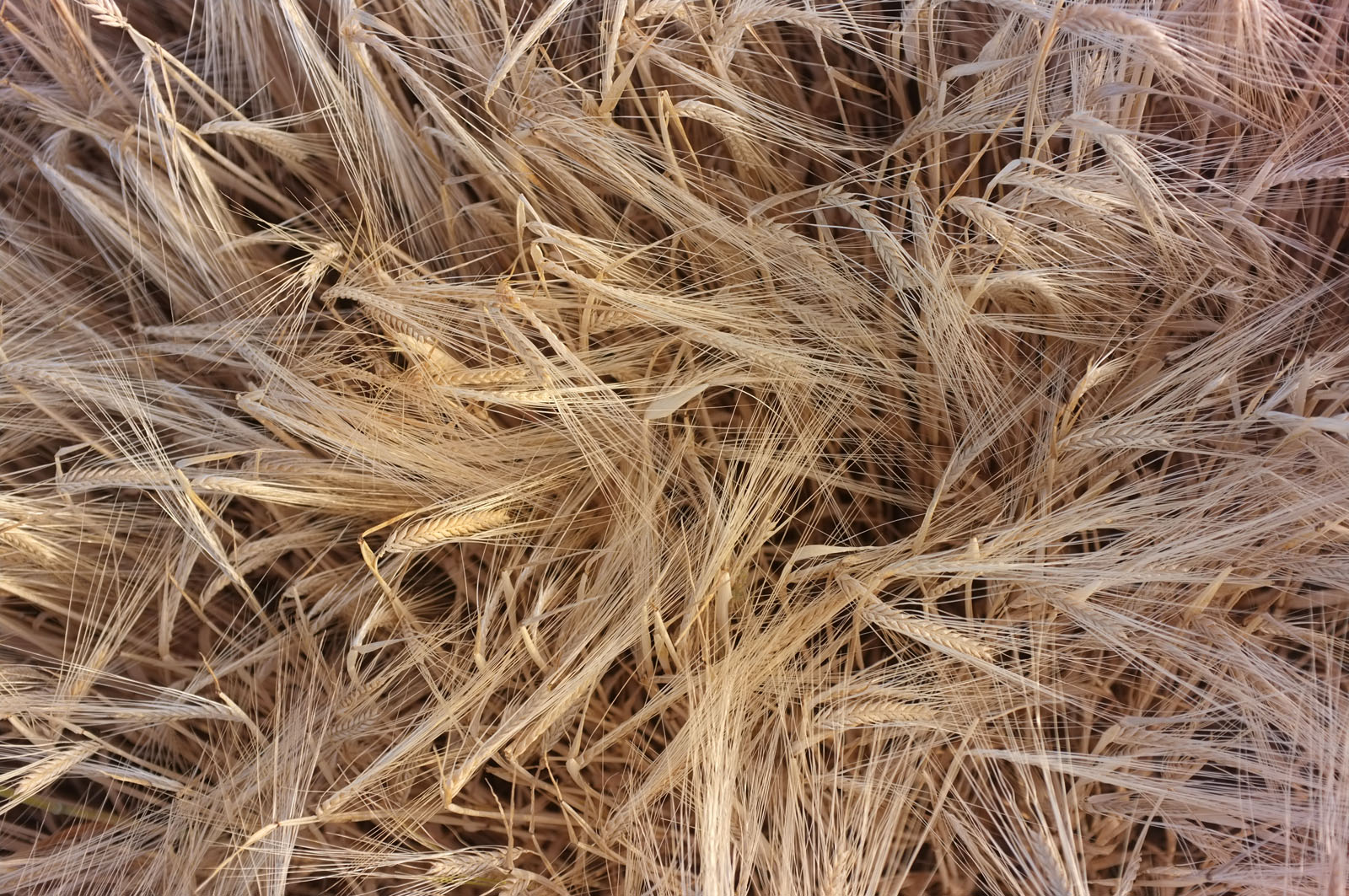 Wheat Fields, Basque Country, Spain