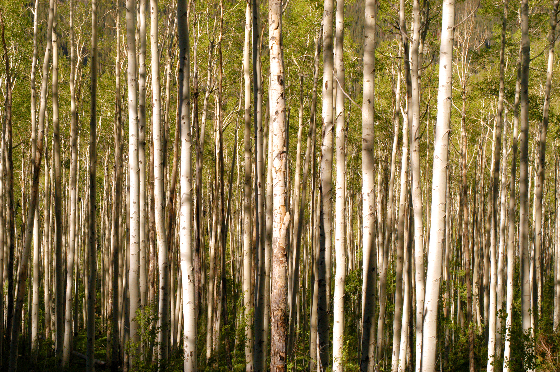 aspens.jpg