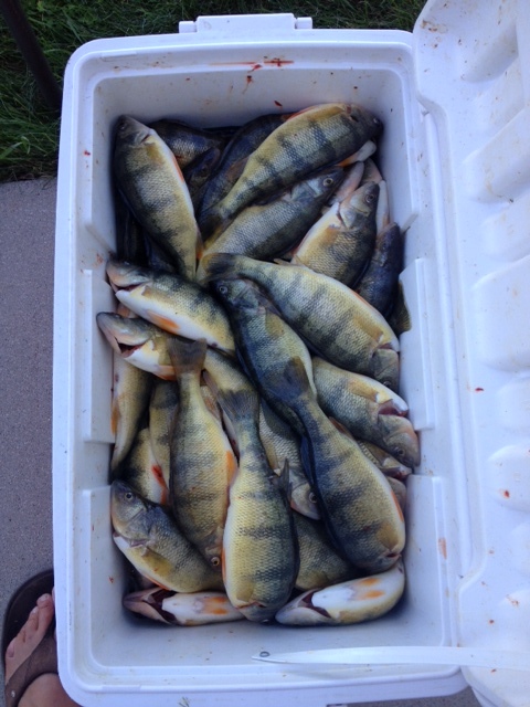 4 man limit of perch.