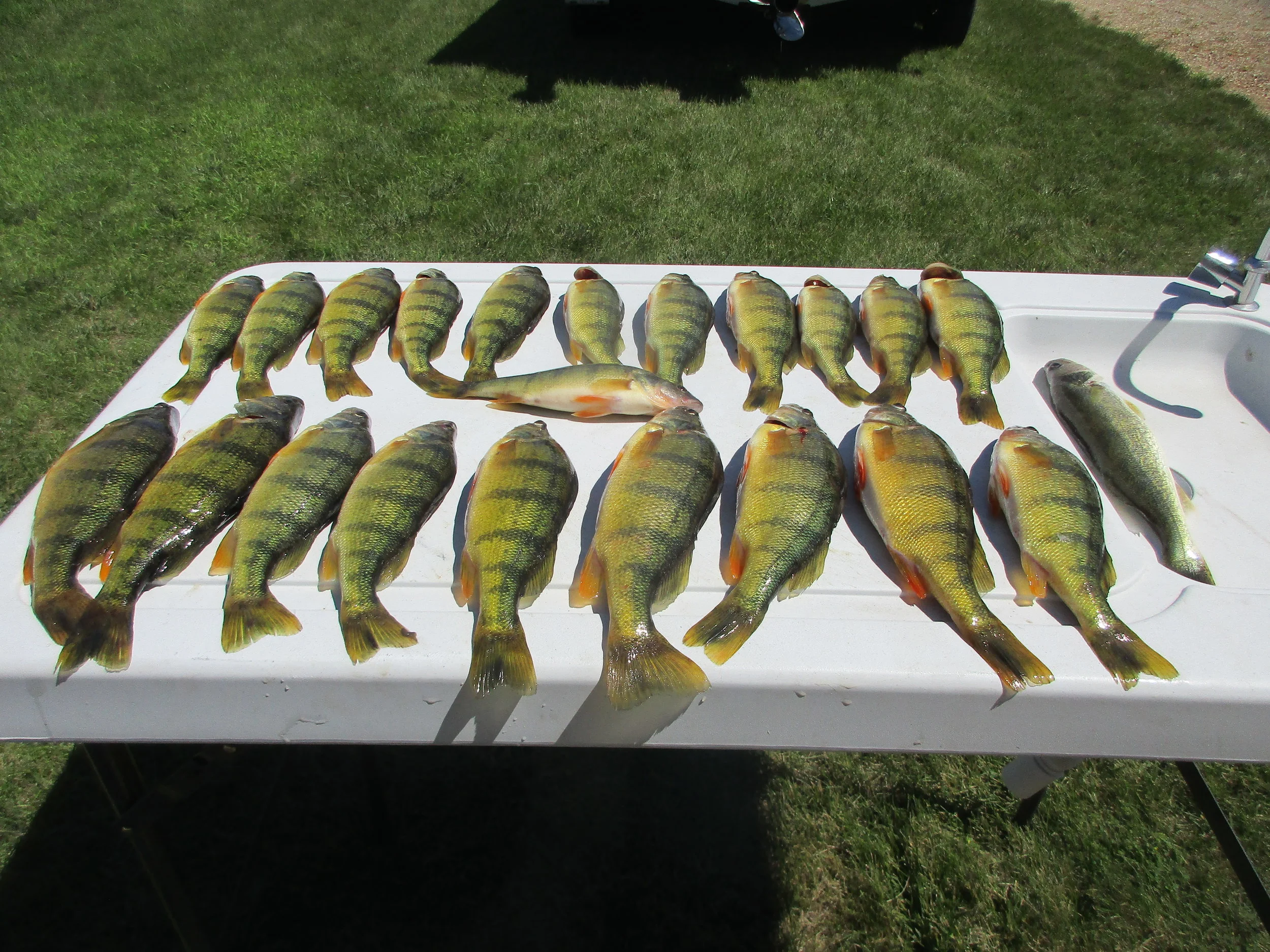 21 Perch.jpg