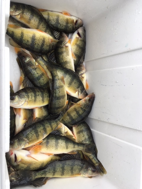 Ava’s and her Dad’s (Chris) catch on a cold windy morning.