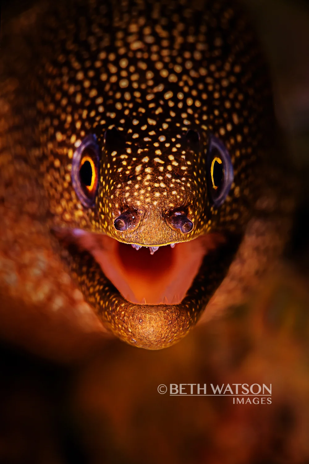 buddy dive bonaire on Bonaire Beth Watson Images