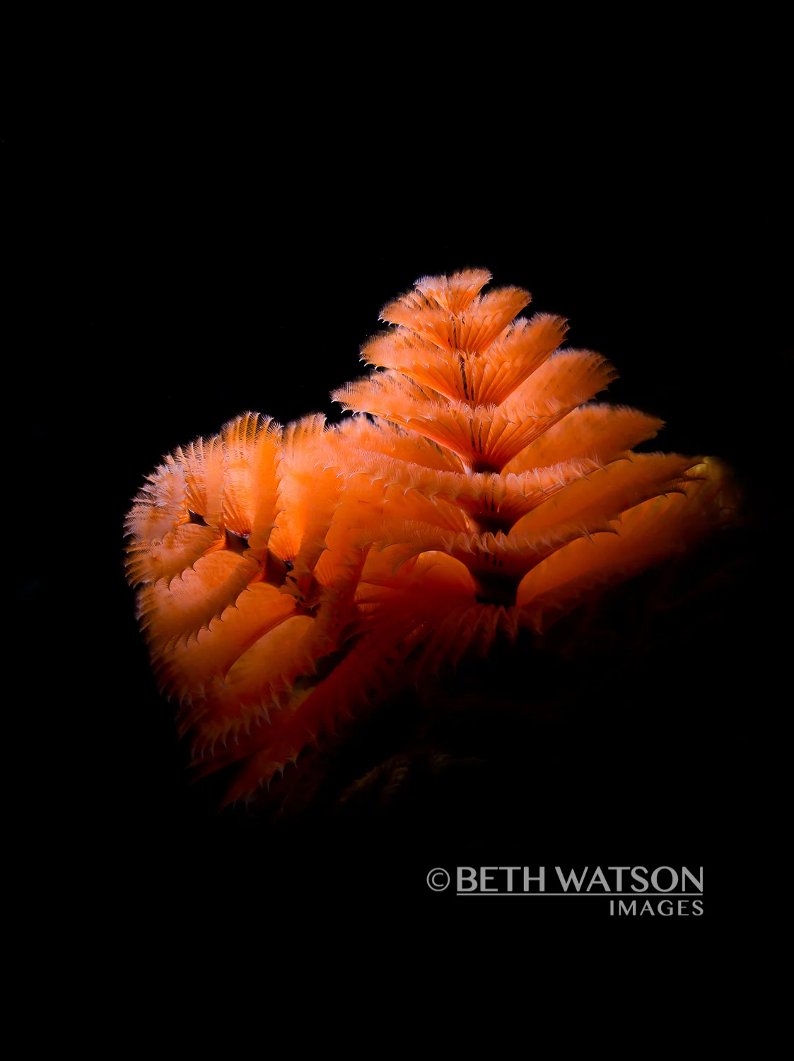 buddy dive bonaire on Bonaire Beth Watson Images