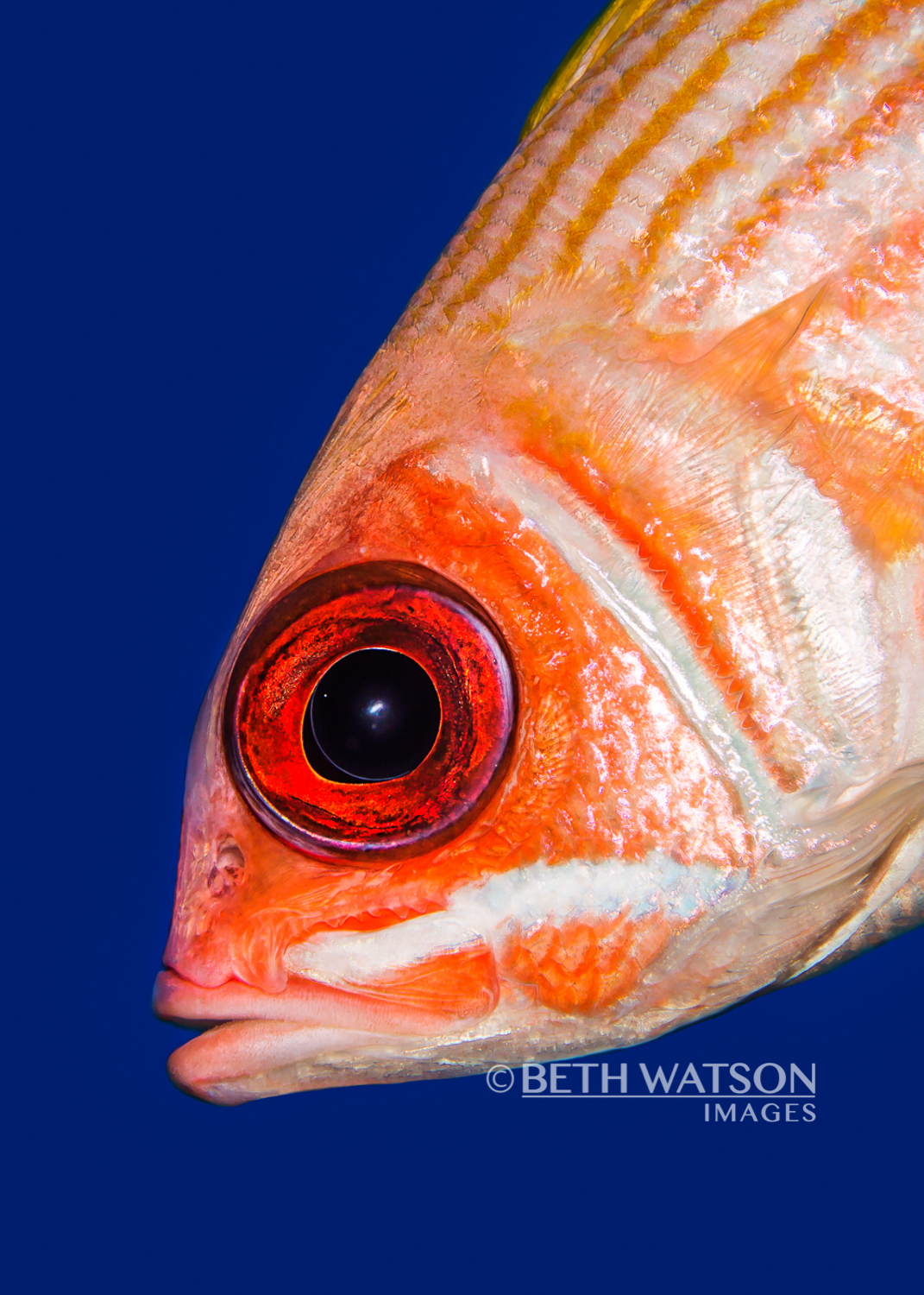 Big Eye