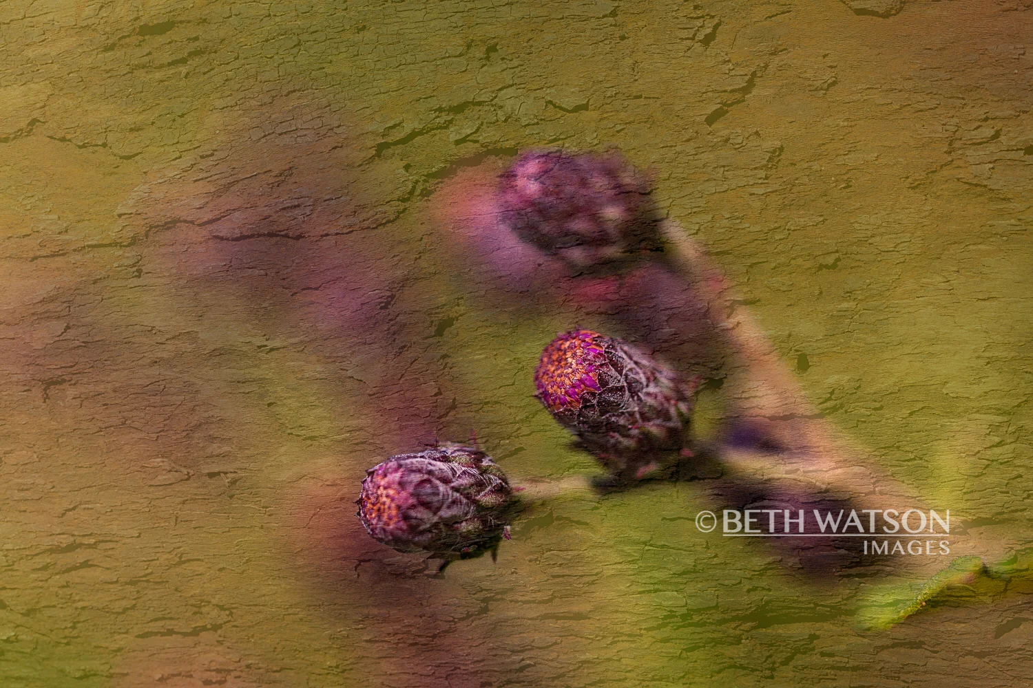 Spring Capture