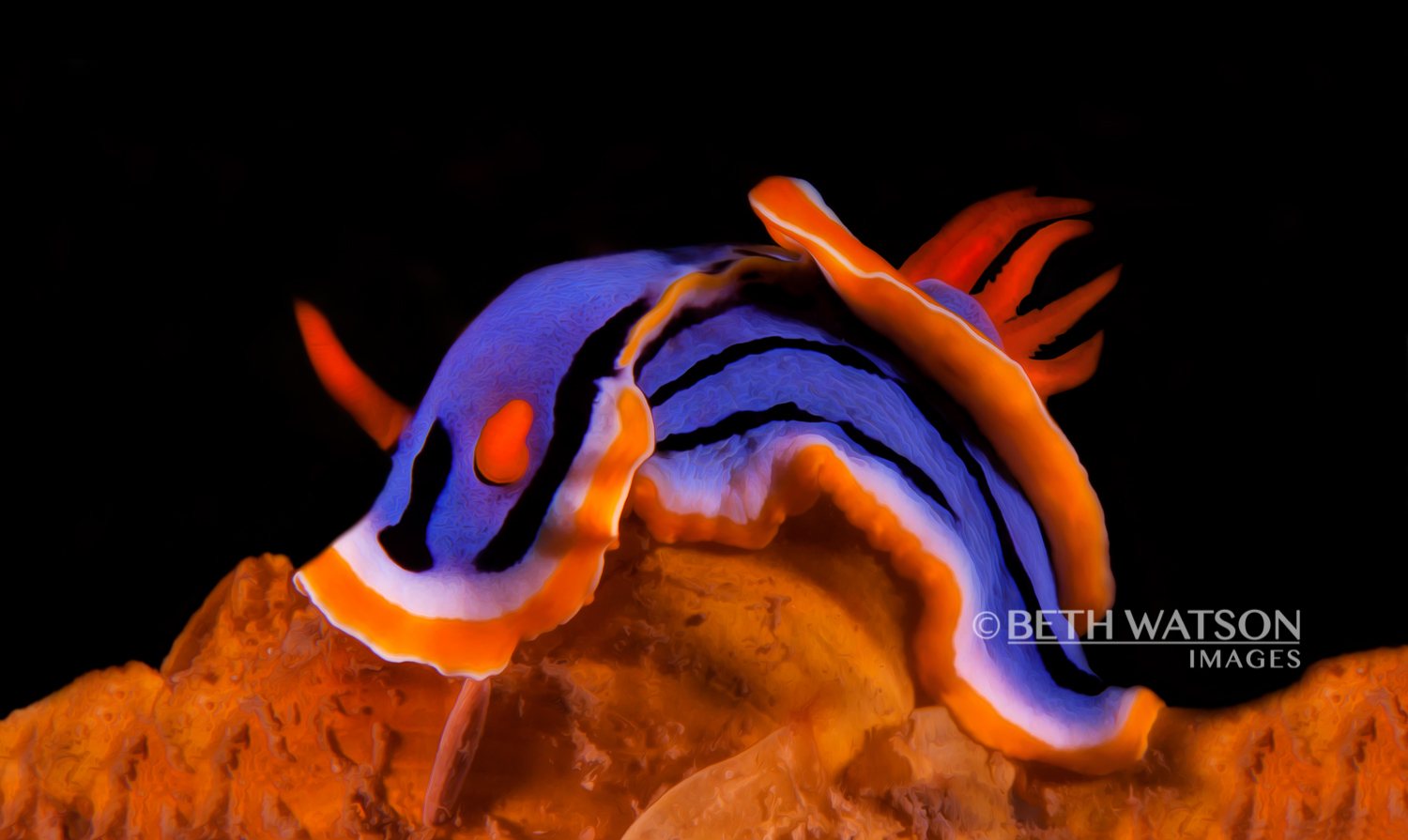 Ocean Treasure