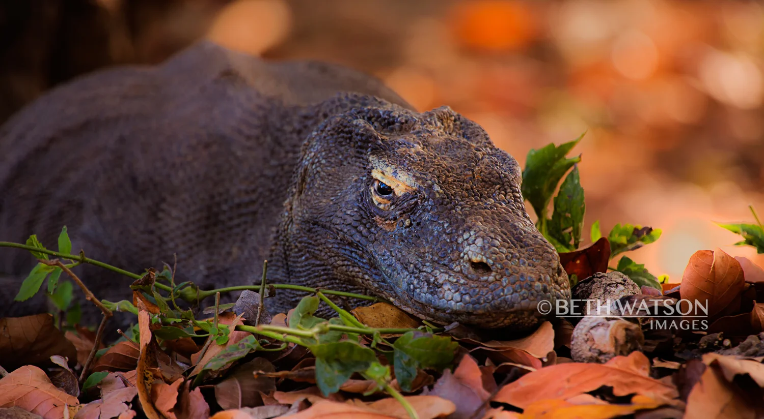 Komodo_8