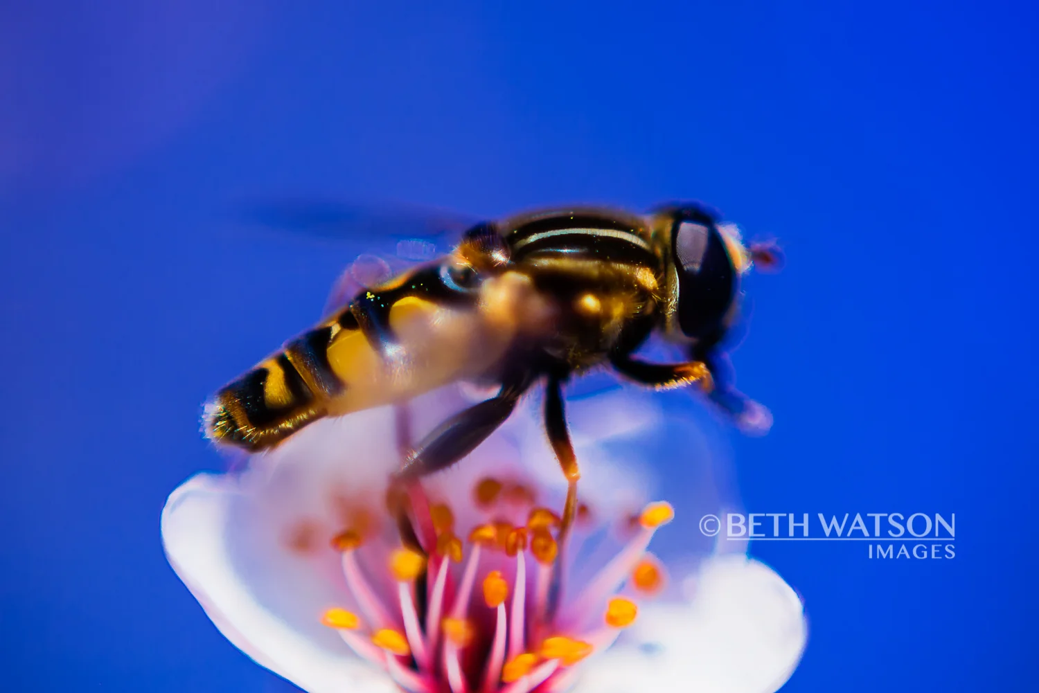 Buzz