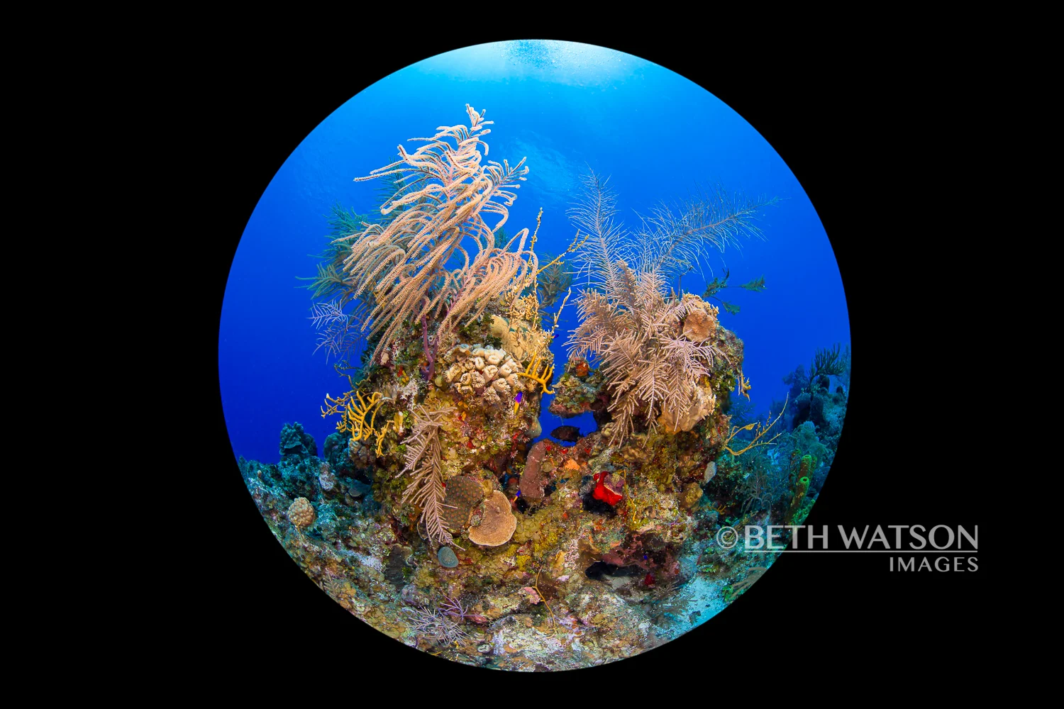Turks_Caicos_3107-Edit.jpg