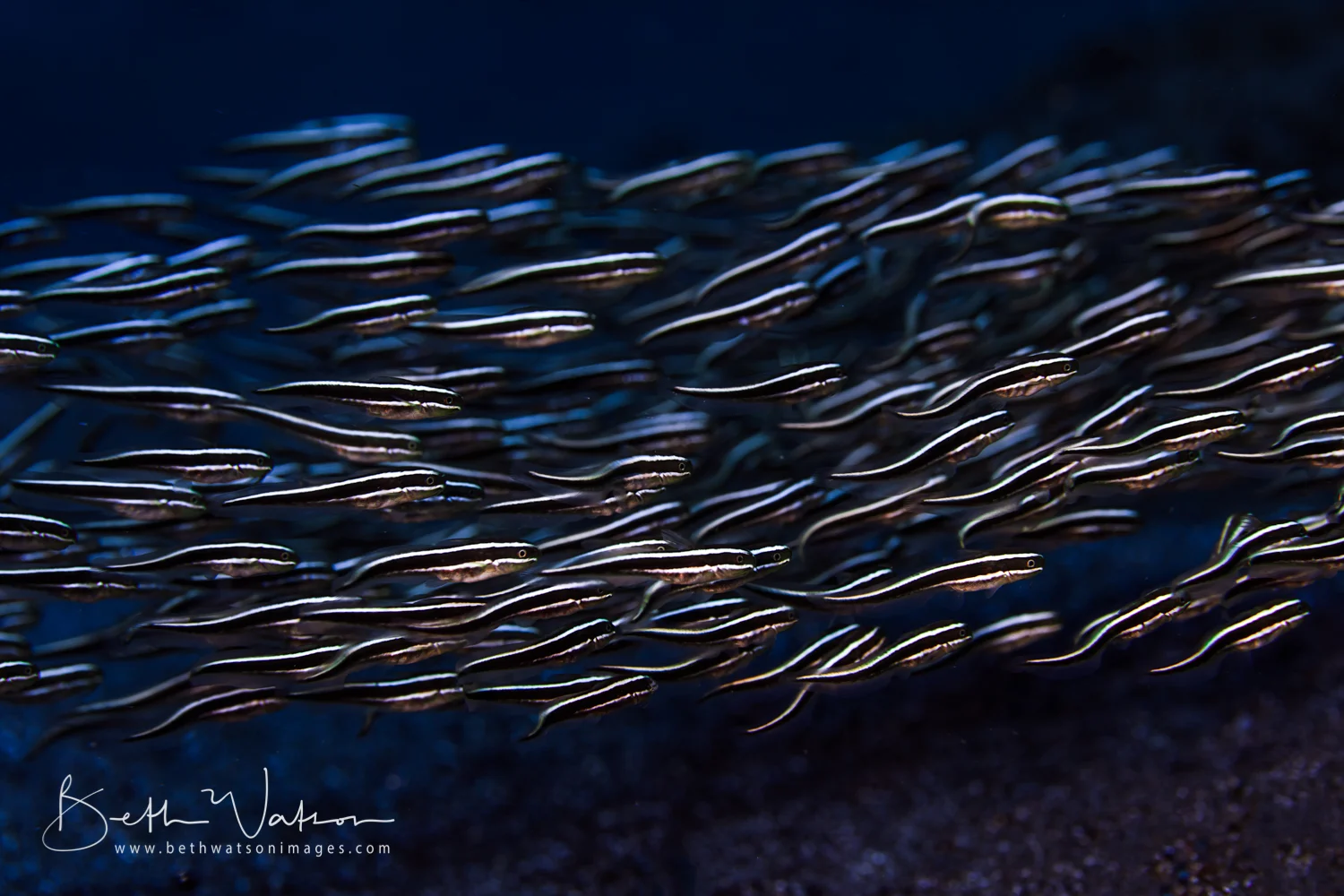 Komodo_1000-2525.jpg