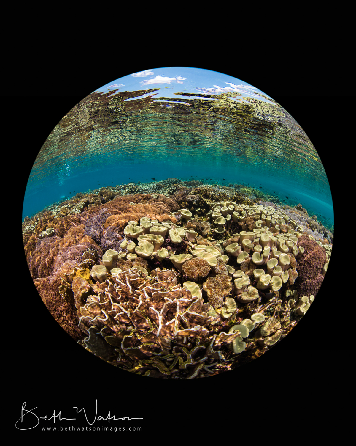 Komodo_uw-1567-3.jpg
