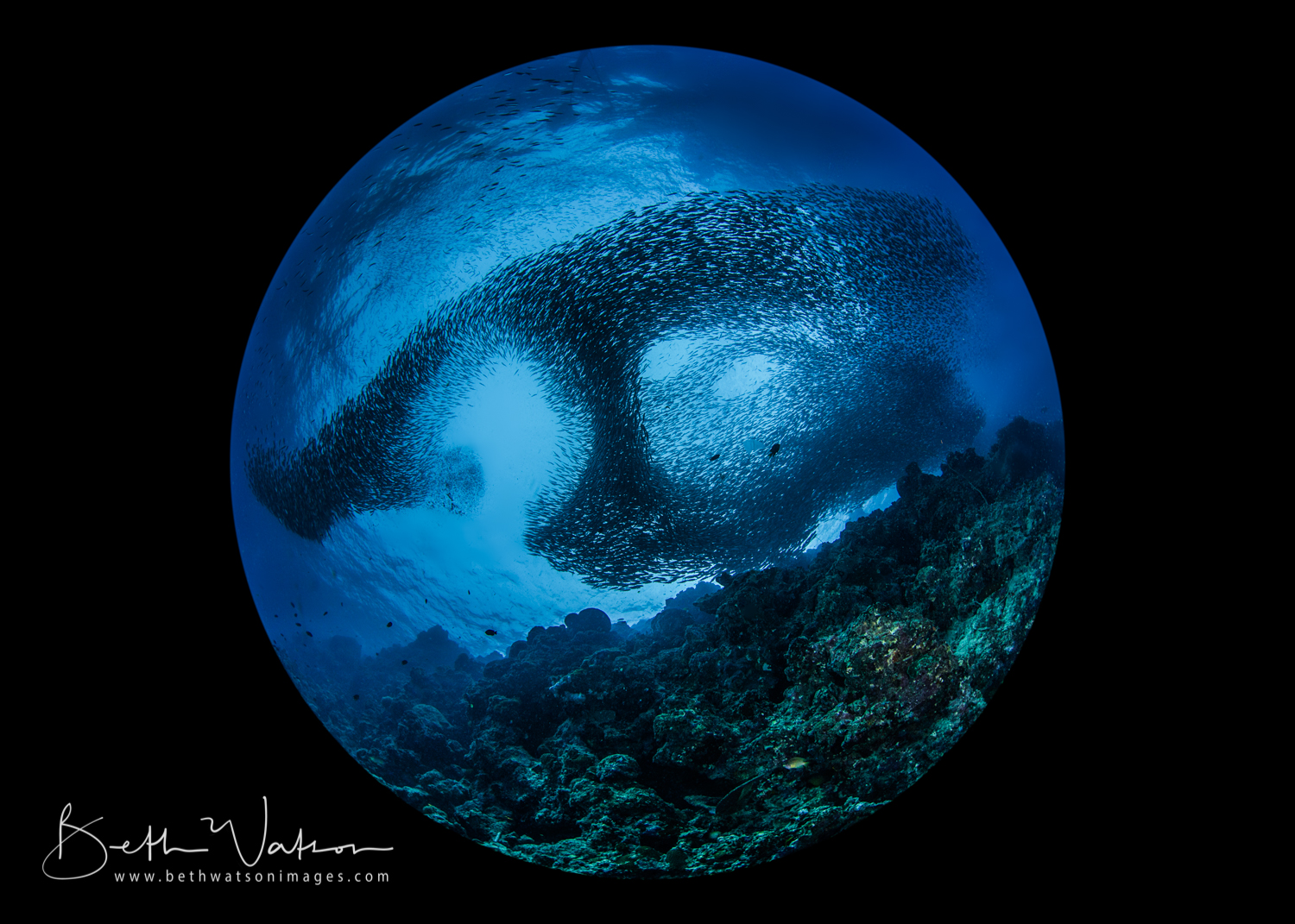 Moaboal_uw-1018-Edit.jpg