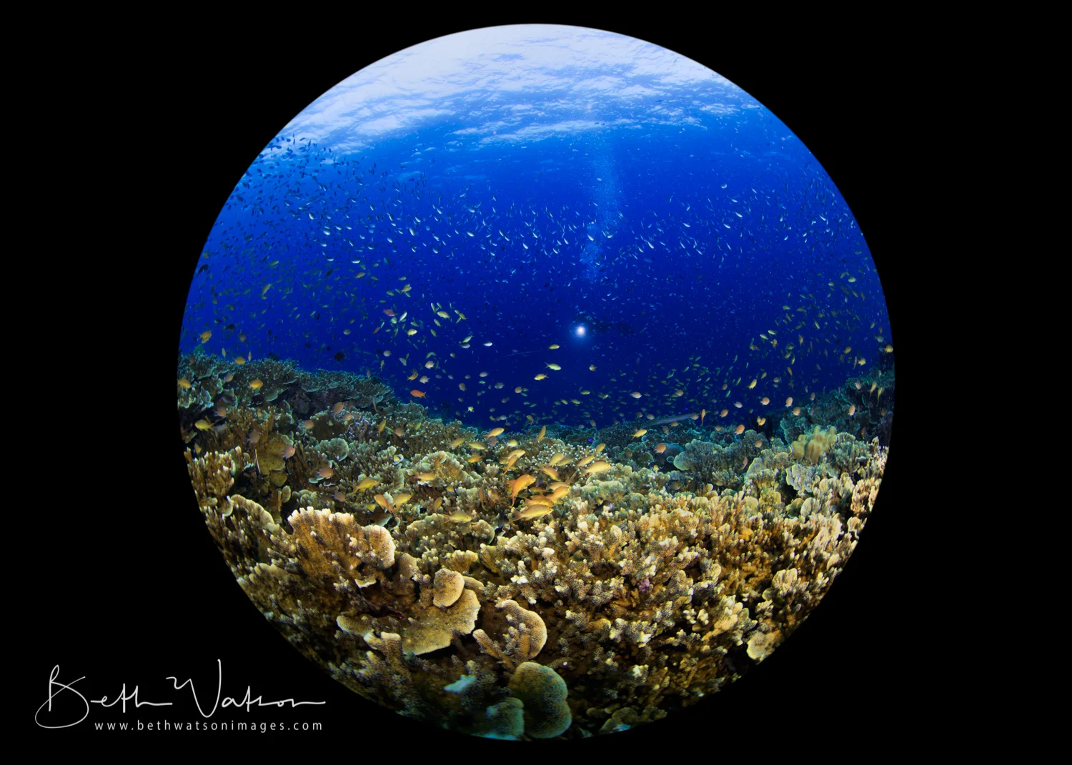 Moaboal_uw-1042.jpg