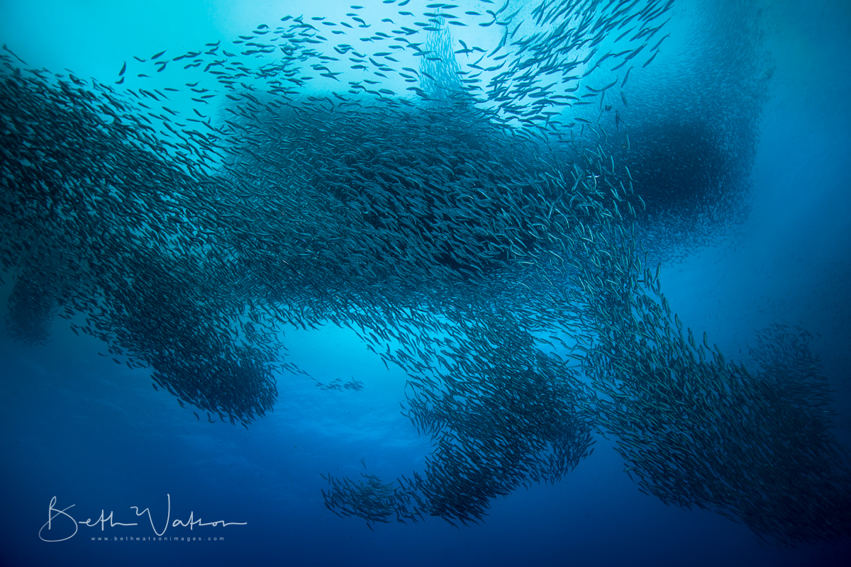 Moalboal_uw-1381.jpg