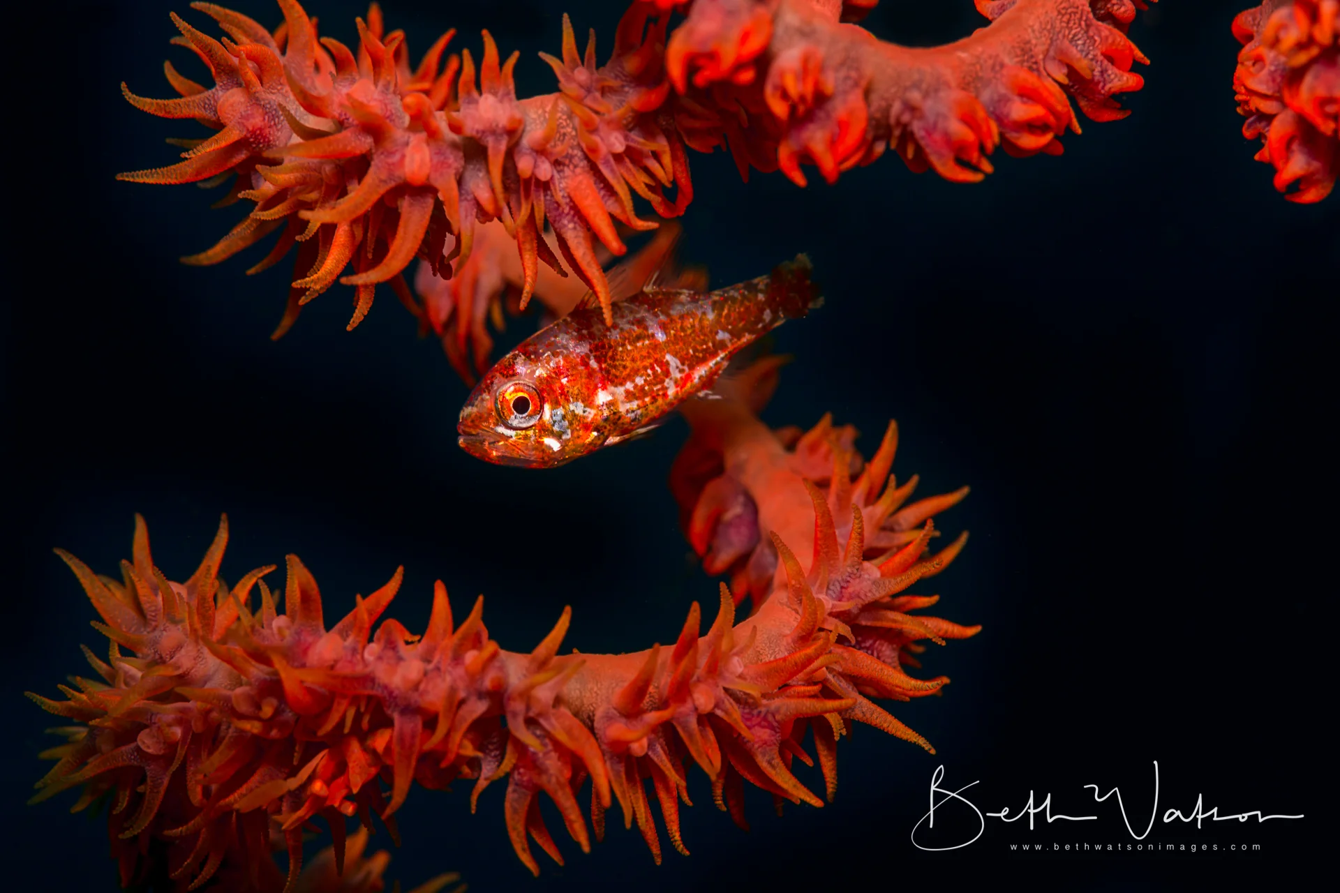 Lembeh_16-3026-Edit.jpg