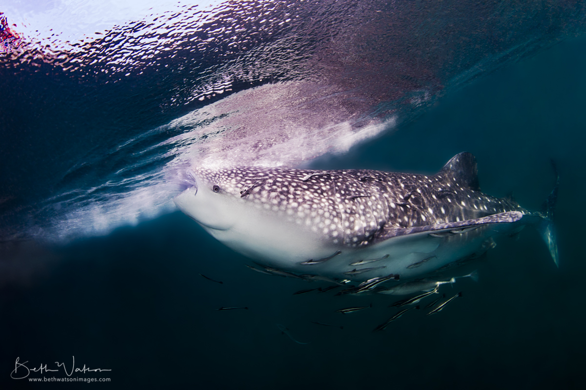 Feeding