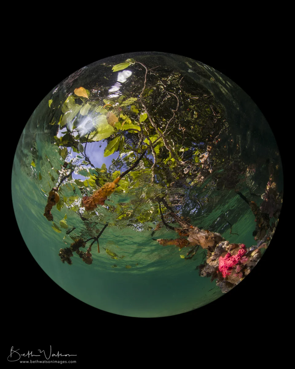 Mangroves_3