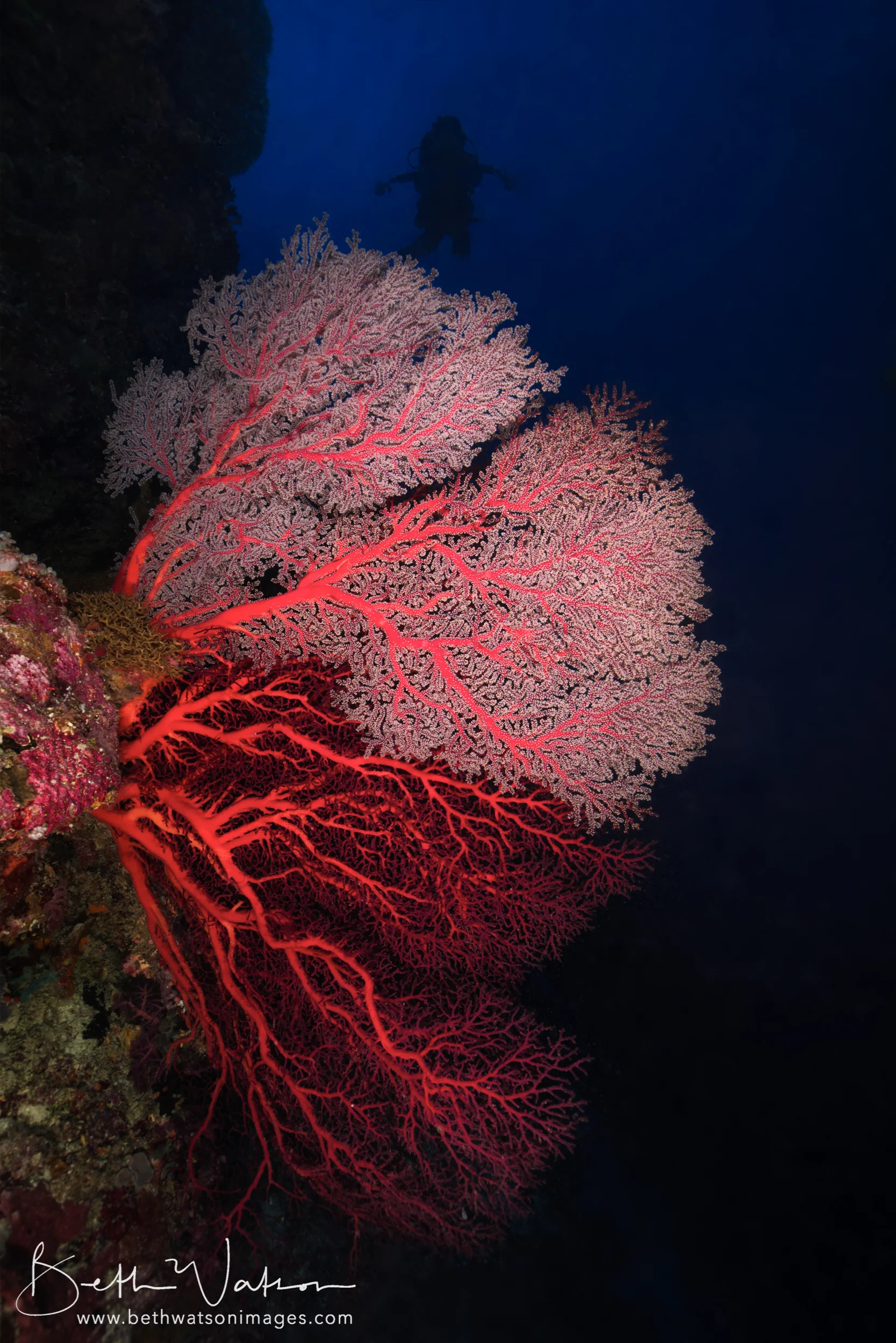 Tubbataha_18-1046