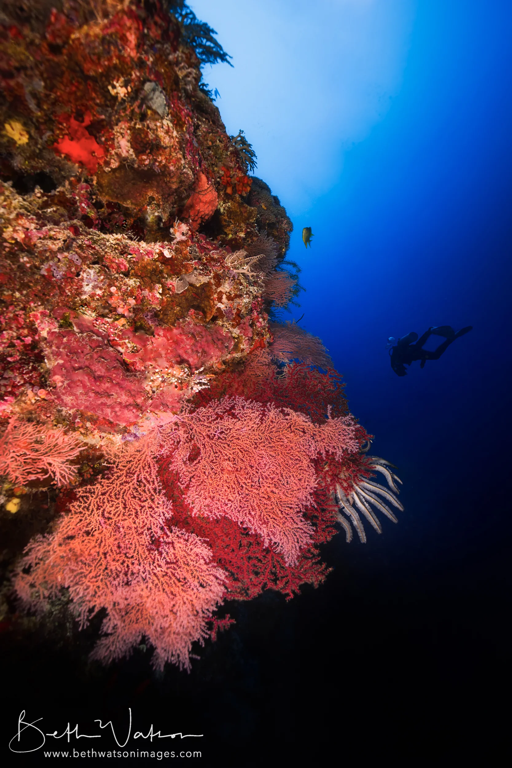 Tubbataha_18-1141