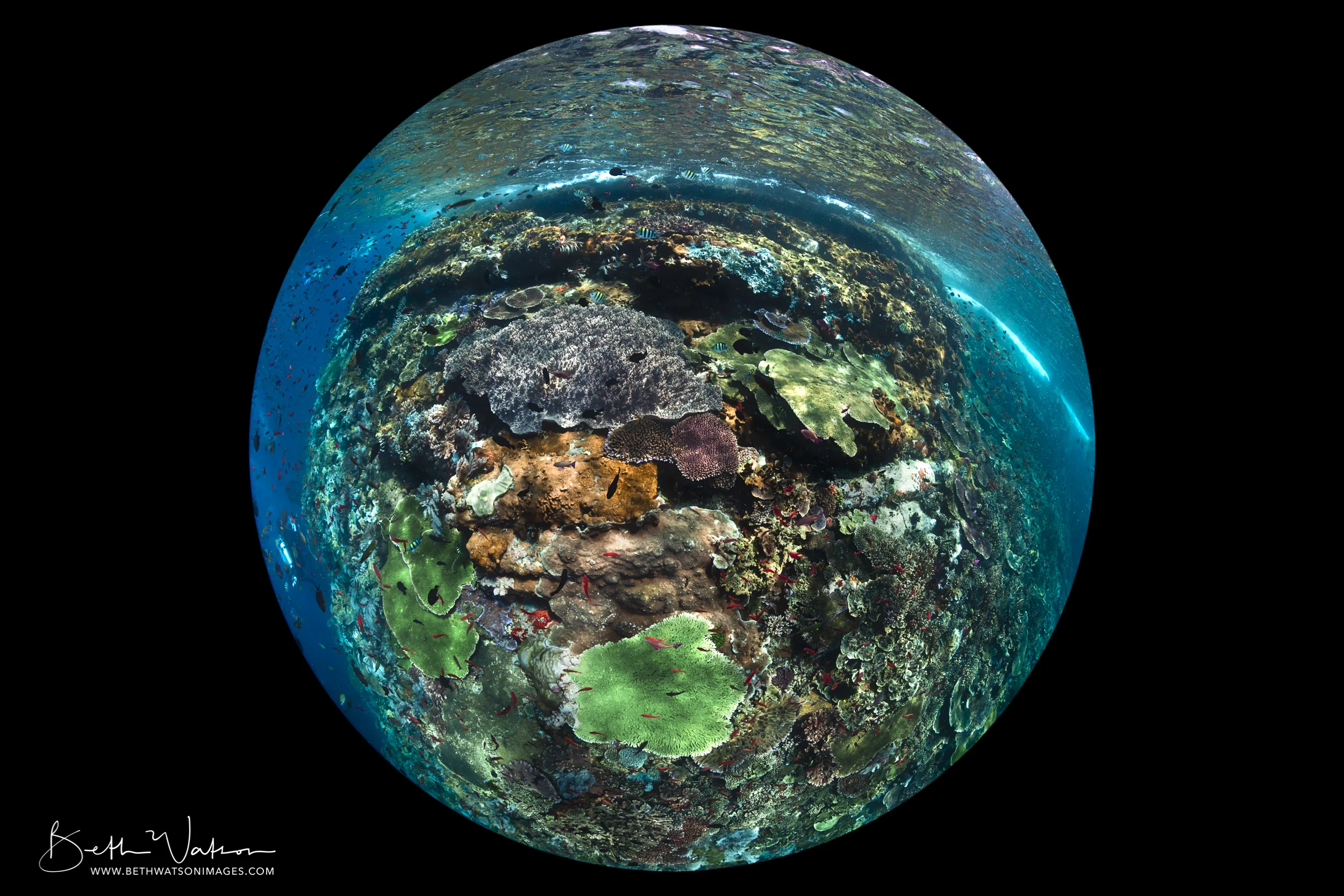 Komodo_18-1579