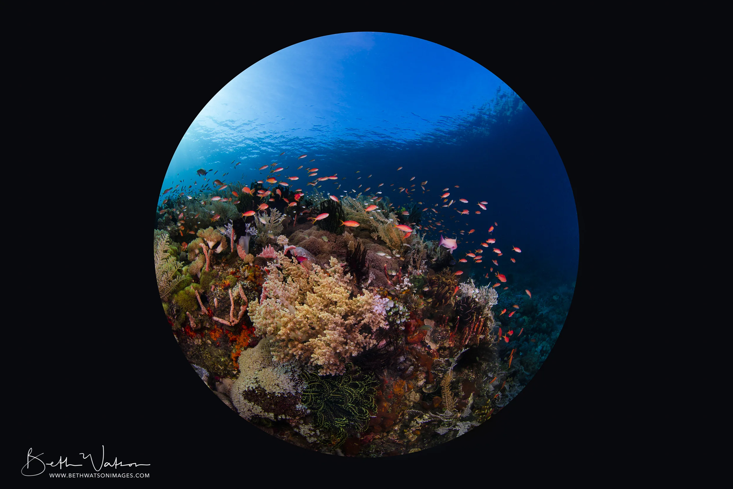 Komodo_18-1003
