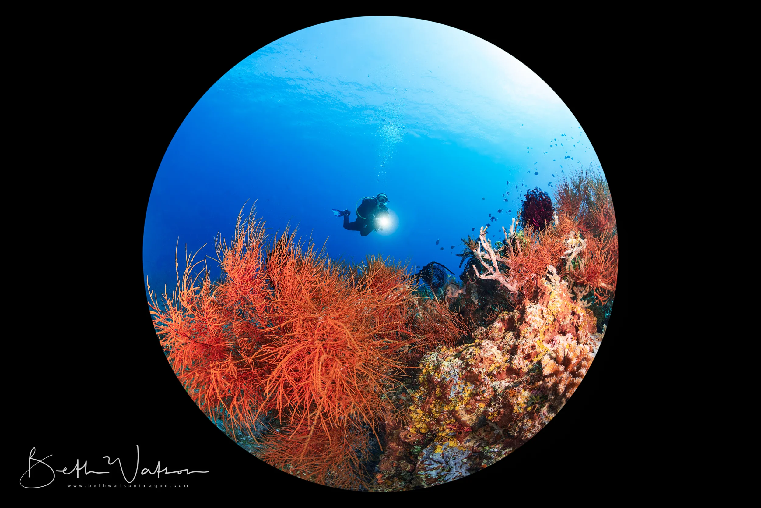 Dauin_18_uw_-4020-Edit.jpg
