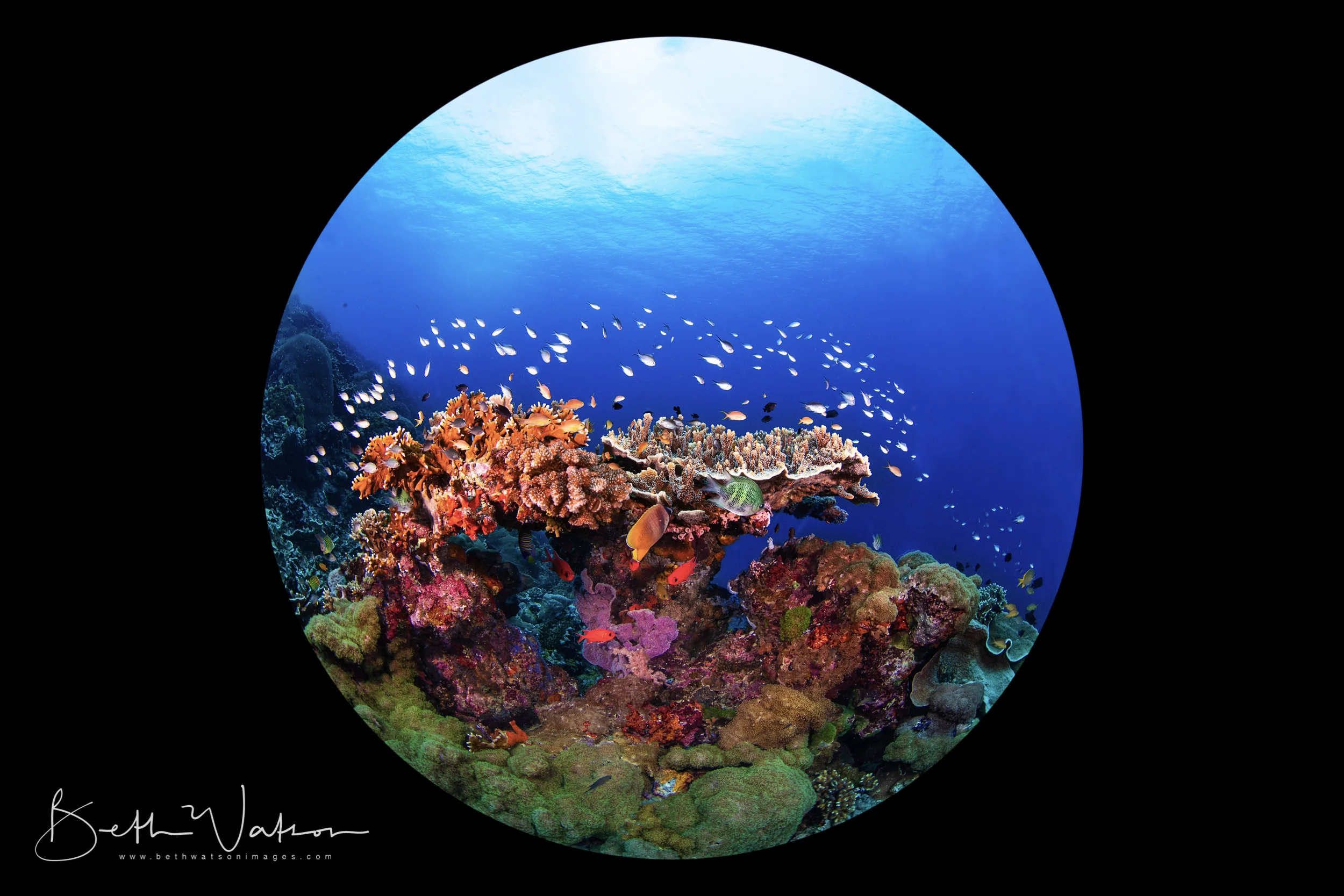 Dauin_18_uw-5118-Edit-Edit.jpg