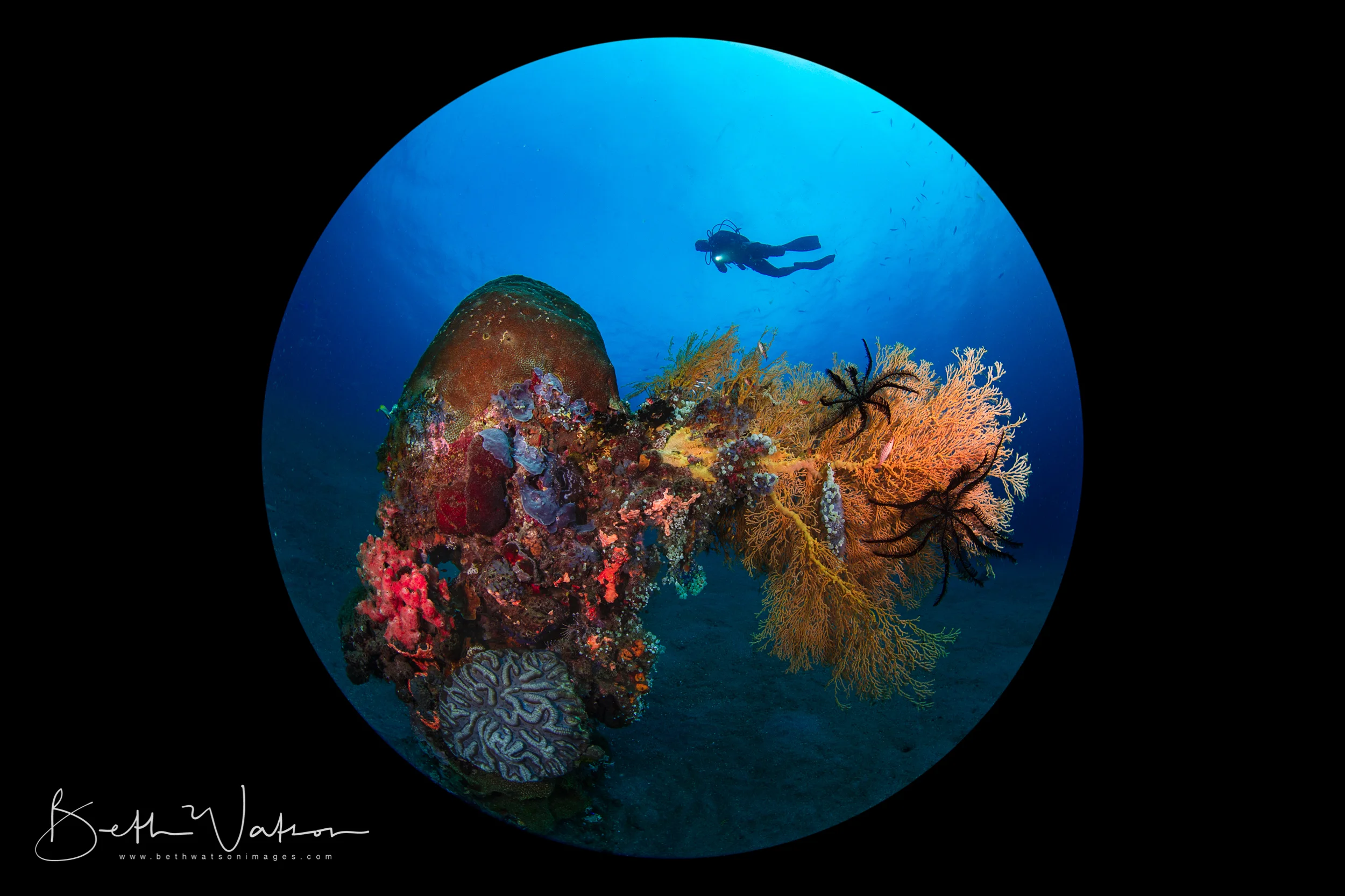 Dauin_18_uw-6014-Edit.jpg