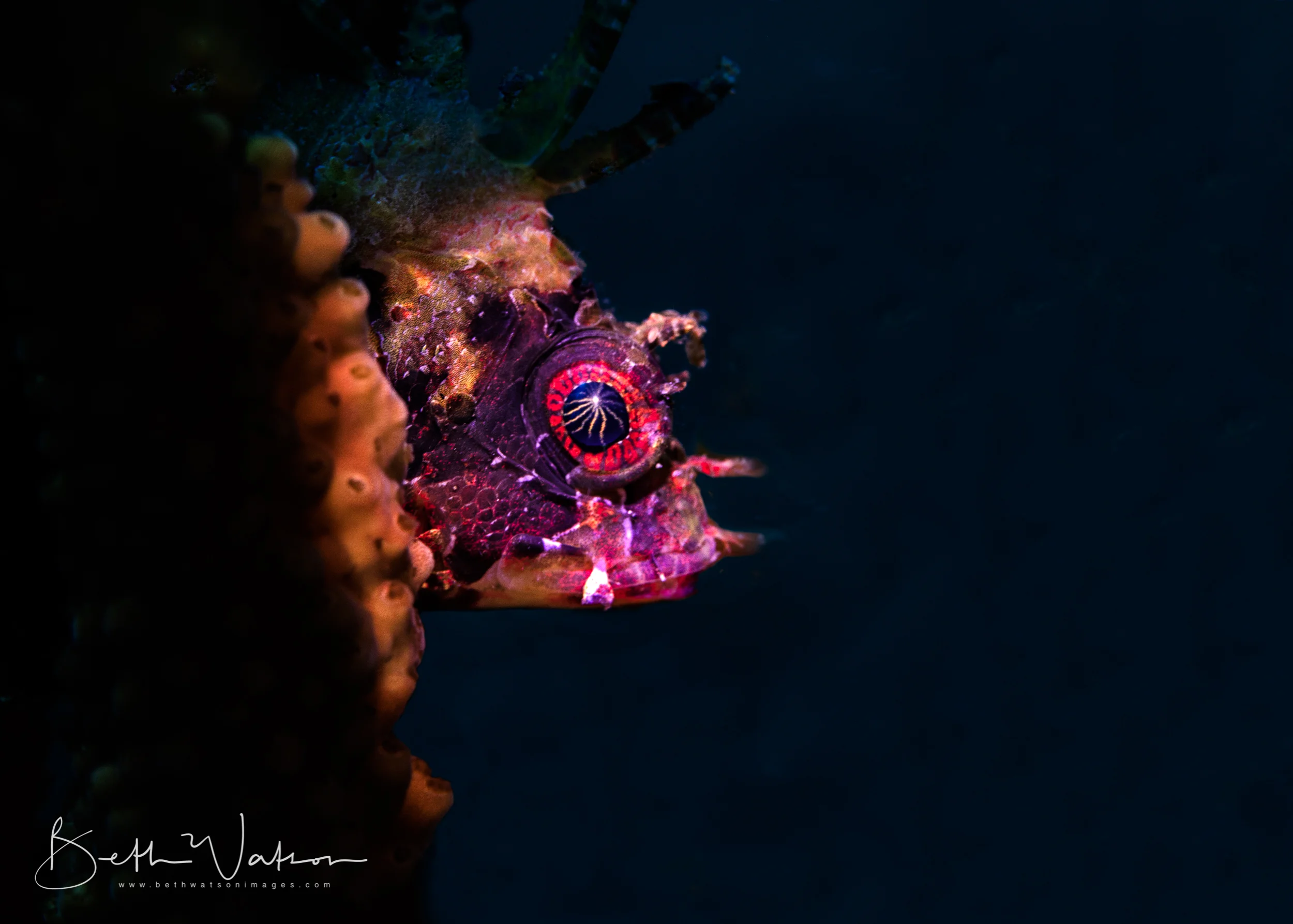 Dauin_18_uw-6095-Edit.jpg