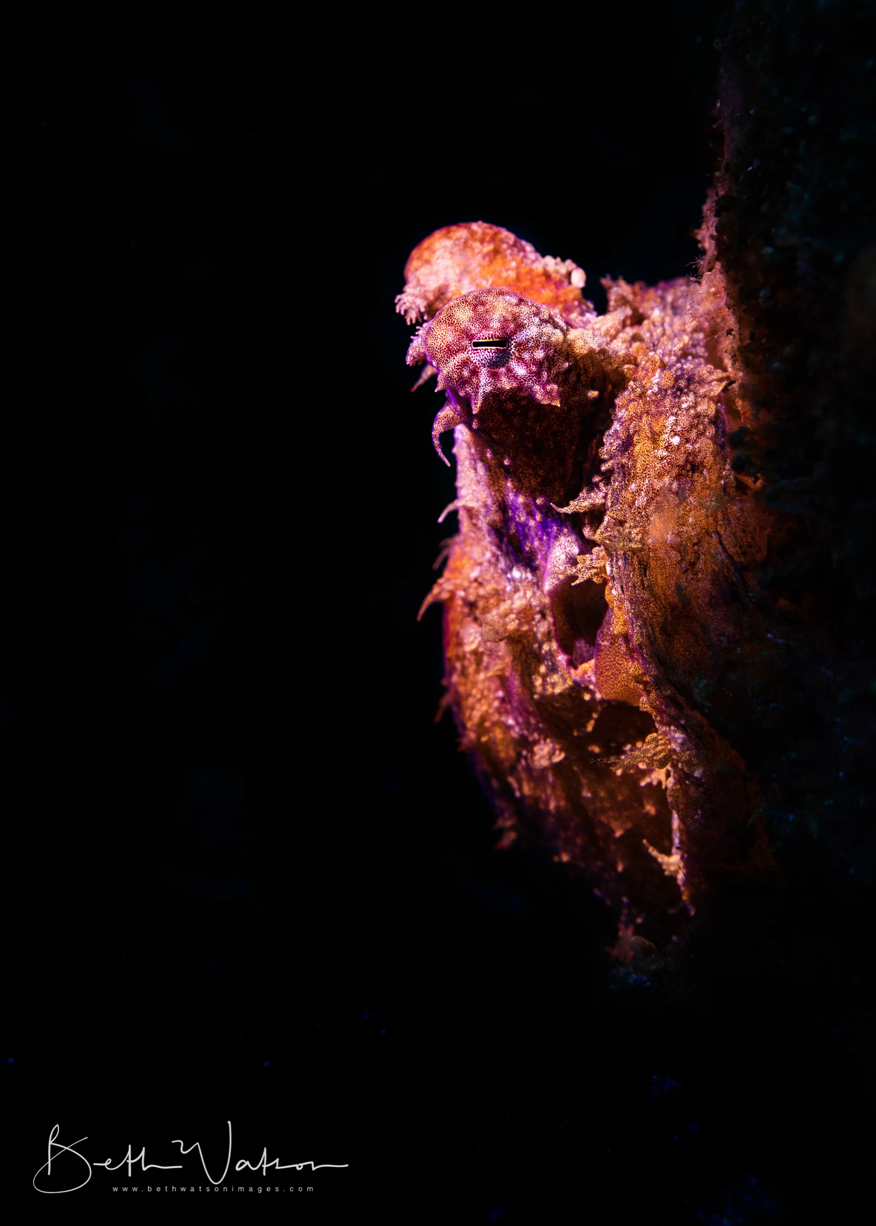 Dauin_18_uw-6103-Edit.jpg