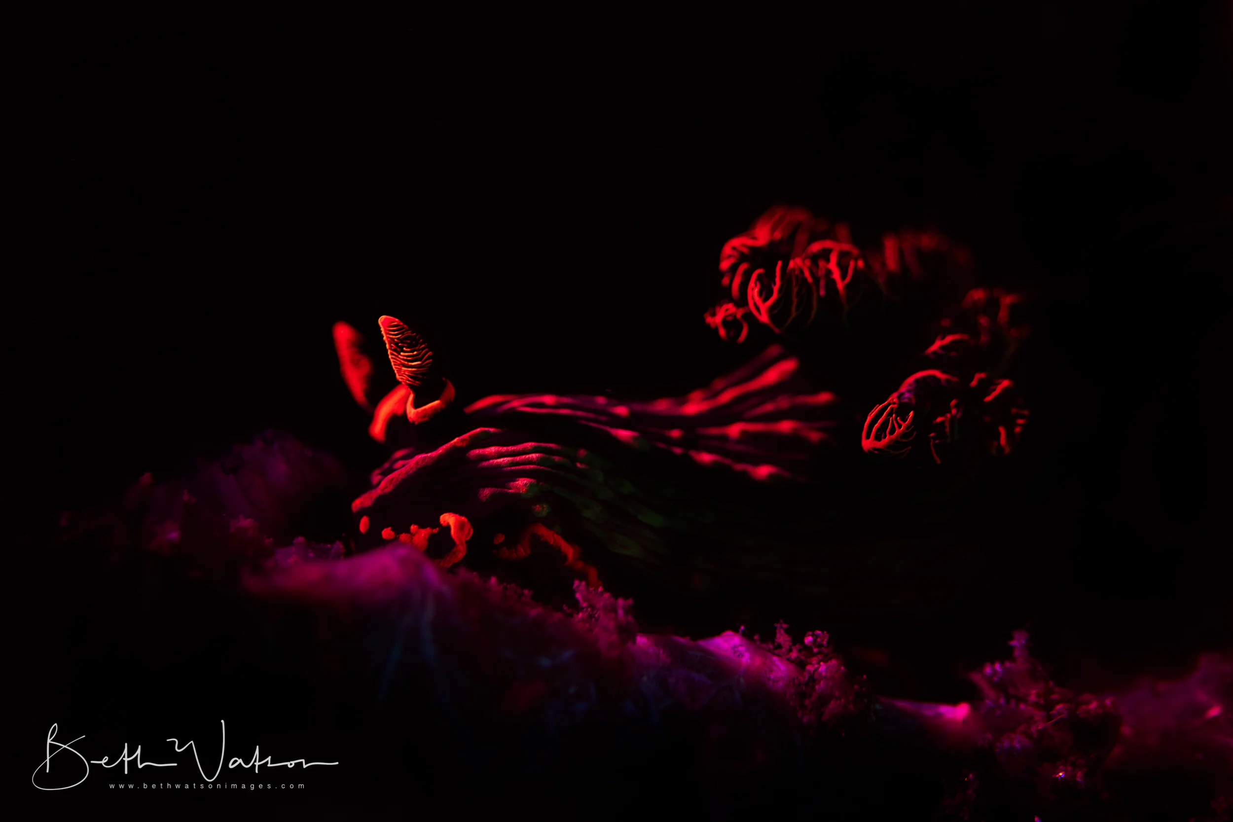 Dauin_18-1036-Edit.jpg